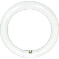  Circline Compact Fluorescent Light Bulb - Frosted